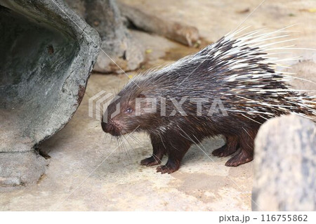The hedgehog is standing. The hedgehog is standing. 116755862