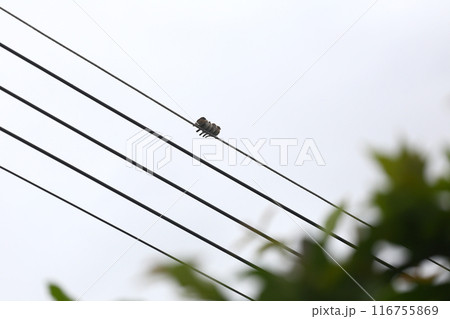 Sparrows perched on high-voltage wires. 116755869