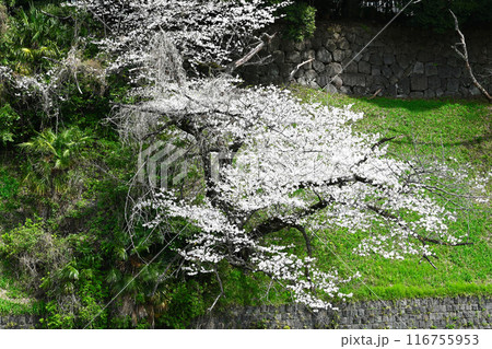 千鳥ヶ淵の桜の景色 千鳥ヶ淵の桜の景色 116755953