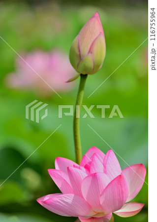 ハスの花 ハスの花 116755964