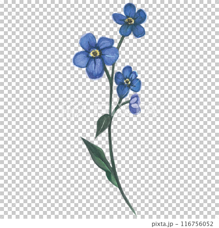 Watercolor illustration of a forget-me-not, with stem and leaves. Hand drawn, isolated on white background 116756052