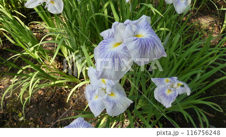 白い菖蒲 116756248