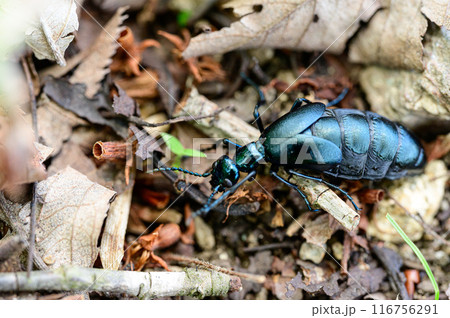 ヒメツチハンミョウ 116756291