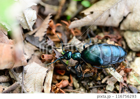 ヒメツチハンミョウ 116756293