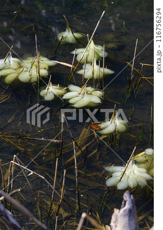 クロサンショウウオの卵 116756294