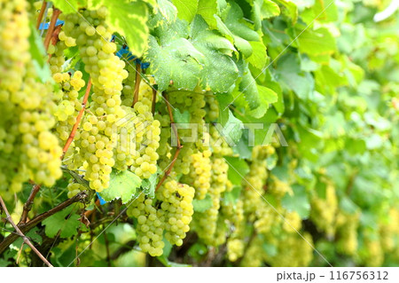 ワイン用のぶどう畑 116756312
