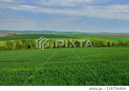 中央ヨーロッパのチェコ共和国　南モラヴィア州ナーセドロヴィツェ近くのモラヴィア大草原の景色 116756404