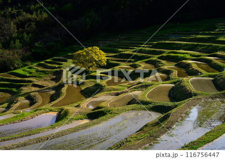 大山千枚田 大山千枚田 116756447