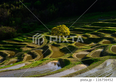 大山千枚田 大山千枚田 116756452