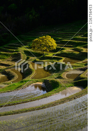大山千枚田 116756453