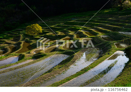 大山千枚田 大山千枚田 116756462