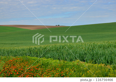 中央ヨーロッパのチェコ共和国　南モラヴィア州ナーセドロヴィツェ近くのモラヴィア大草原の景色 116756466