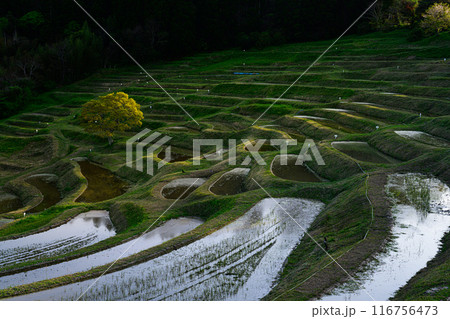 大山千枚田 大山千枚田 116756473