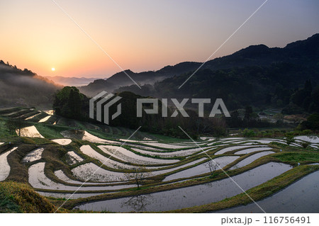 大山千枚田 116756491