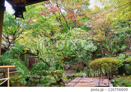 大原　宝泉院　囲炉裏の部屋から見た秋の美しい庭園（京都市左京区） 116756609