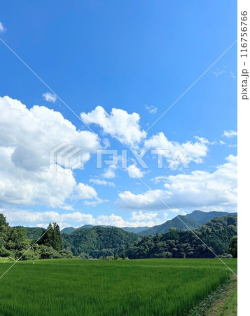 夏の青空と田んぼ 夏の青空と田んぼ 116756766