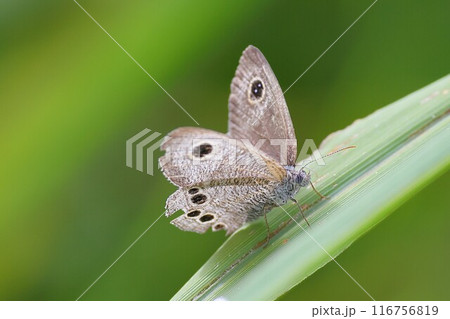 草に止まるヒメウラナミジャノメ 116756819