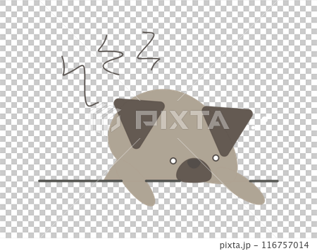 Dog with bad condition 116757014
