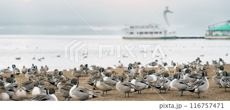 Lake Inawashiro in winter with tourists sightseeing boat and teal Ducks and Swan in Fukushima Prefecture, Tohoku Region, Japan. Landmark for tourist attractions and vacation holiday concept Lake Inawashiro in winter with tourists sightseeing boat and teal Ducks and Swan in Fukushima Prefecture, Tohoku Region, Japan. Landmark for tourist attractions and vacation holiday concept 116757471