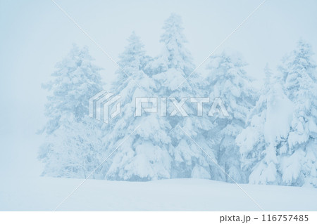 View of Snow monster in Winter day at Mount Zao, Yamagata prefecture, Japan. powder snow covered in frosty weather. Travel, Adventure and Vacation background View of Snow monster in Winter day at Mount Zao, Yamagata prefecture, Japan. powder snow covered in frosty weather. Travel, Adventure and Vacation background 116757485