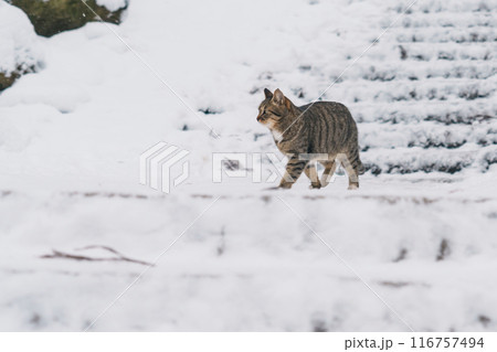 A Cute cat walking on snow in winter from Yamadera temple, the popular name for the Buddhist temple of Risshakuji located in Yamagata City, in Yamagata Prefecture, Tohuku, Japan 116757494