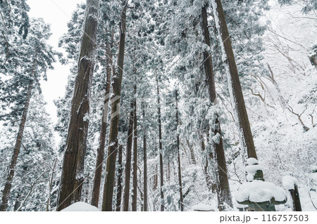 Pine trees covered with snow in winter season. Beautiful winter background and wallpaper Pine trees covered with snow in winter season. Beautiful winter background and wallpaper 116757503