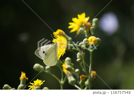 Closeup of large white butterfly on yellow flowers, also known as cabbage butterfly or cabbage white Closeup of large white butterfly on yellow flowers, also known as cabbage butterfly or cabbage white 116757548