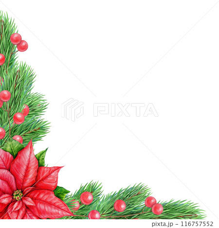 Fir tree branch decor painted illustration. Pine twigs, poinsettia flower, red berries decoration on white background. Winter holiday evergreen vintage style festive decoration element 116757552