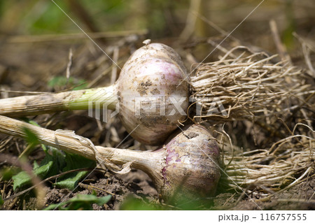 Fresh organic garlic bulbs harvested from a vegetable garden 116757555
