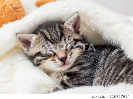 フワフワの毛布に寝る子猫 116757634