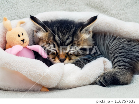 フワフワの毛布に寝る子猫 116757635