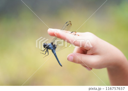 シオカラトンボ(オス) シオカラトンボ(オス) 116757637