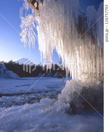 「世界文化遺産」富士山と樹氷光る朝景色（西湖野鳥の森公園より）「富士箱根伊豆国立公園」 116757765