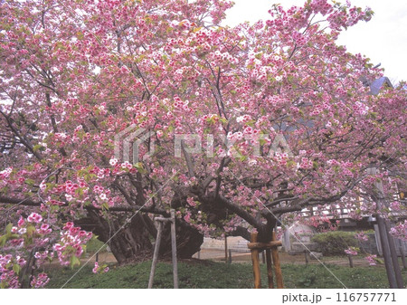 血脈桜（けちみゃくざくら）（松前城、光善寺境内）（樹齢280年以上、樹高8m、幹回り5.5m） 116757771