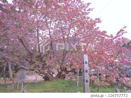 血脈桜（けちみゃくざくら）（松前城、光善寺境内）（樹齢280年以上、樹高8m、幹回り5.5m） 116757772