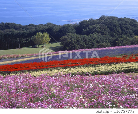 淡路島・あわじ花さじき（コスモスやサルビアの季節） 兵庫県淡路市楠本 116757778