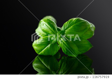 Green basil branch on a black reflective background. 116757919