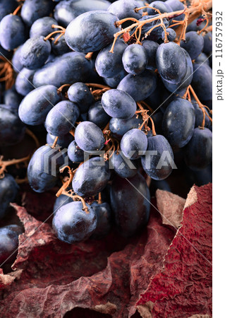 Blue grapes with dried-up vine leaves. 116757932