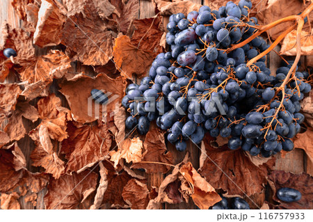 Blue grapes with dried-up vine leaves. 116757933