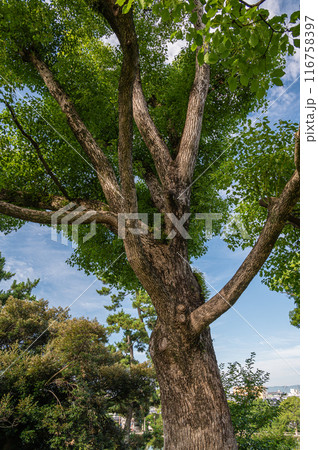 奈良公園の大木 クスノキ 奈良公園の大木 クスノキ 116758397