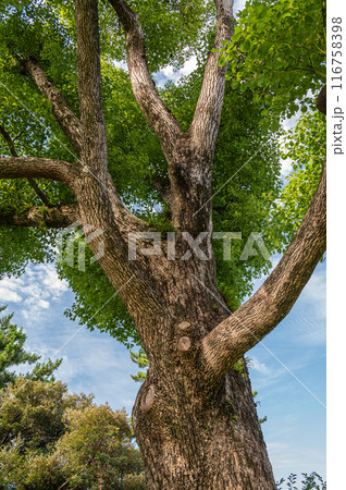 奈良公園の大木　クスノキ 116758398