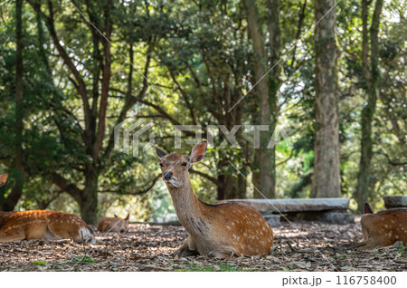 奈良公園の鹿　 116758400