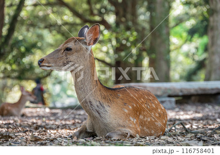 奈良公園の鹿 奈良公園の鹿 116758401