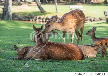 奈良公園の鹿　 116758411