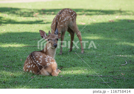 奈良公園の鹿　 116758414