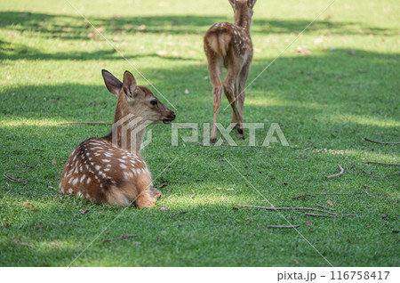 奈良公園の鹿  奈良公園の鹿  116758417