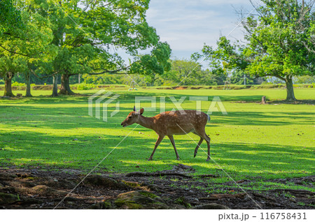 奈良公園の鹿 奈良公園の鹿 116758431