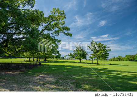 奈良公園 飛火野園地 奈良公園 飛火野園地 116758433