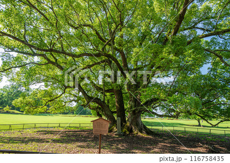 奈良公園の大木 クスノキ 奈良公園の大木 クスノキ 116758435