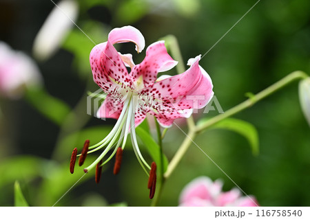 カノコユリ（鹿の子百合） 116758540